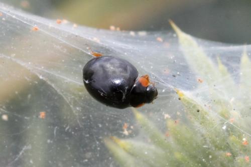 Parexochomus nigromaculatus